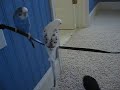 Birdies on a Cable