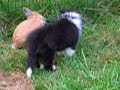 Sheltie playing with Bunny Sheltie playing with Bunny