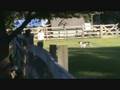 videos de Splash's First Herding Trial