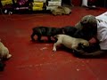 Presa Canario Puppies 1