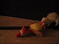 Ferret - Professor Poopy Pants Attacks Chicken