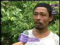 Goat farm in Thalang Phuket