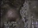 Alien baby (Fetus)?