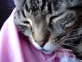 sleepy tiger kitty cat meow sleepy tiger kitty cat meow
