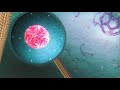Dengue Viral Fusion