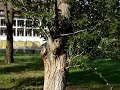 gradina mori 2