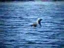 Red-throated Diver - Gavia stellata Red-throated Diver - Gavia stellata