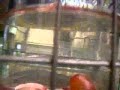 grape diving
