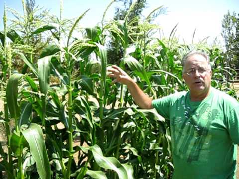 how to grow maize