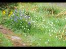 Faeries: music