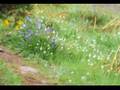 Faeries: music