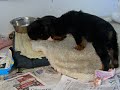 double puppies eat chicken wings.avi