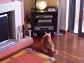 Ssscat Ssscat