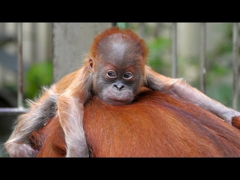 Deutschland: Planet Wissen - Hat der Zoo eine Zukunft?