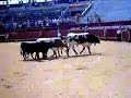 pillada de toro