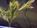 My new 29 gallon aquarium