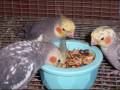 Amazing Pictures of Cockatiels