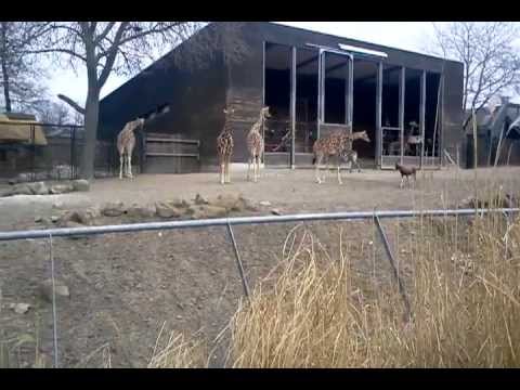 Zoo Denmark - تعقیب و گریز شترمرغ توسط آهو (Blisbuk) در باغوحش کوپنهاگ دانمارک.