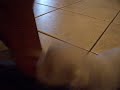 Cuccioli Maltese 2 Cuccioli Maltese 2