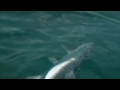 Click here to watch this video BIG TARPON HIGHLIGHT
