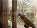 petit montage video de mon peroquet