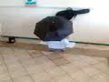 video d un jorobao deforme encontrado en una sala de clases detraas de un paraguas, y cuando es sorprendido se pone a bailar(primo del oriente de obedece a la morsa)