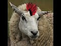 Punk Sheep