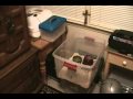 Reptile Update 11 15 2009