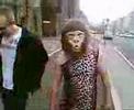 Gatesy the Gorilla Gatesy the Gorilla