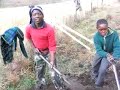A Peace Corps Volunteer View of Lesotho (1 of 2) A Peace Corps Volunteer View of Lesotho (1 of 2)
