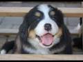 chiots-bouvier-berno