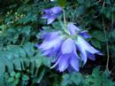 GLOCKENBLUME