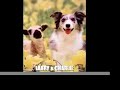 Cara & Brendan Voice Over Animal Friends