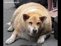 The+fattest+dog+in+the+world