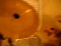 videos de ddrum tour