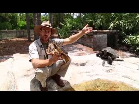 YouTube reptile video
