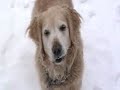 Appalachian Snowstorm (Bigfootbubba Subscriber Thank U Vid!)