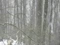 Appalachian Snowstorm (Bigfootbubba Subscriber Thank U Vid!)