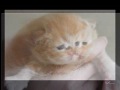 The first 5 weeks in the life of a Persian Cat The first 5 weeks in the life of a Persian Cat