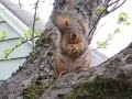 Claire, busy for peanuts