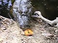 Hungry Alligator - Pampas, Bolivia