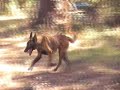 Krow hunt test