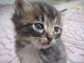 cutest kitten ever   