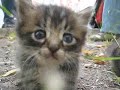 Cutest Kitten Ever...