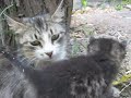 cutest kitten ever   
