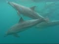 Dolphins in Mikura-Is.