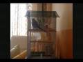 My funny English budgie