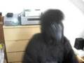 Cadbury Gorilla Pebble