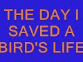 the day that i saved a birds life