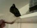 the day that i saved a birds life